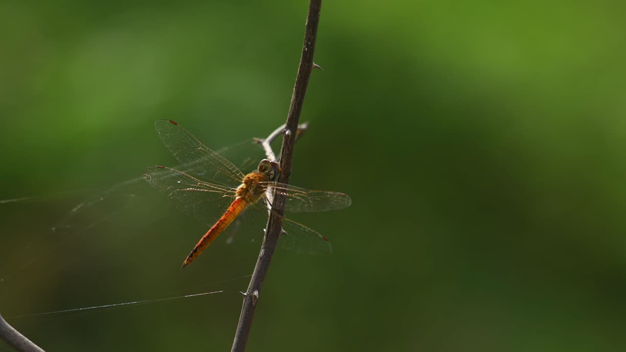 바람이 부는 나뭇가지에 앉아 거미줄을 주위로 움직이고 머리를 흔들고 있습니다.