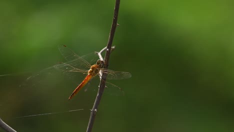 posado en una ramita con un poco de viento que sopla moviendo la telaraña a su alrededor y sacudiendo la cabeza