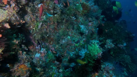 tropical coral reef wall in indonesia in slow motion