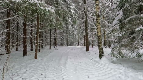 Caminando-Por-Un-Sendero-Forestal-En-El-Bosque-En-Invierno-Durante-Una-Ligera-Nevada