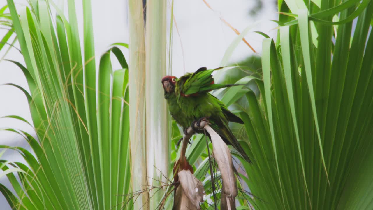 A green parrot perched on a tree, spreading its wings, surrounded by palm leaves