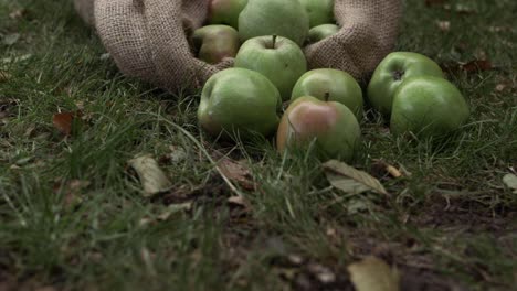 Saco-De-Manzanas-Verdes-Maduras-En-Un-Saco-Acercar-Zoom-Medio-En-Tiro