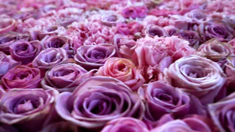 natural roses background closeup