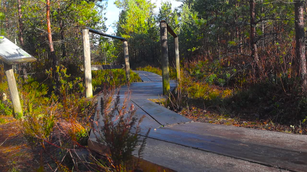 Boardwalk or walking track in a bog for trekking or hiking during a sunny day while sun shines on the wooden planks in the morning, afternoon. A wooden bridge visible and small pine trees in sunshine