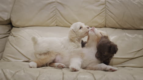 Varios-Lindos-Cachorros-Están-Tumbados-En-El-Sofá-De-La-Sala-De-Estar.