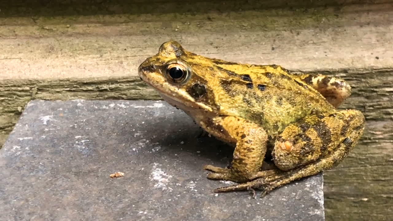 나무 울타리에 의해 돌에 개구리