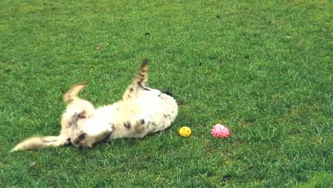 Gefleckter-Weißer-Hund-Mit-Schwarz-Um-Das-Auge,-Der-Freudig-Mit-Einem-Gelben-Apfel-Auf-Dem-Gras-Spielt-1