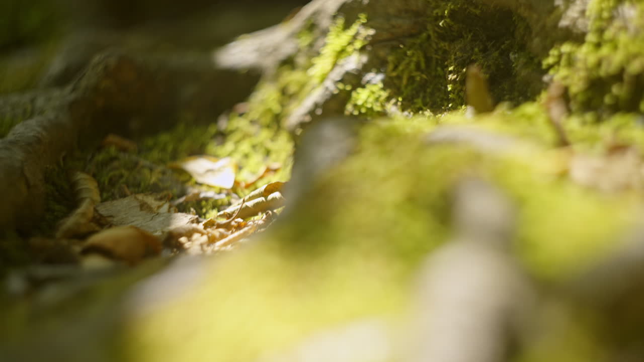 Primo piano di muschio e radici sul suolo della foresta