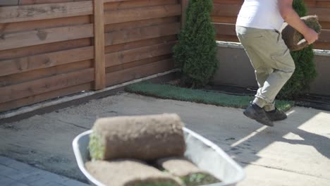 gardener laying a roll of natural lawn turf