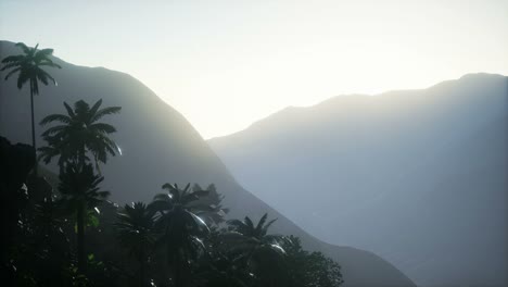 Sunset-Beams-through-Palm-Trees