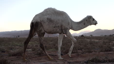 a white hair camel walks proudly on the plain fields of tomatoes, 100 frames per second