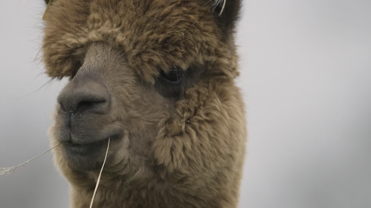 alpaca animal perfil domesticado primer plano aislado cámara lenta