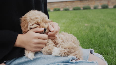 un adolescente juega con un pequeño cachorro en su regazo