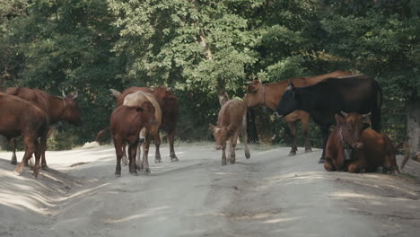 cows grazing in forest