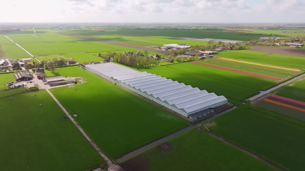 Frodigt landbrugsland med kvæg og drivhusstrukturer, Holland