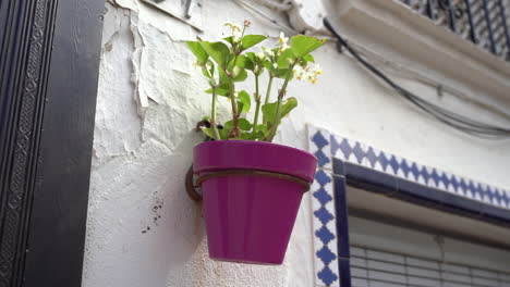 Flowerpot-hanging-on-white-building-wall-in-city-of-Estepona,-close-up