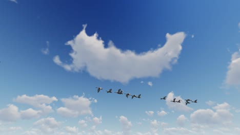 a flock of swans flying against blue sky, loop, 4k