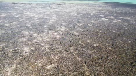 School-of-bonefish-hang-out-in-shallow-shimmering-waters-on-sand-flats-in-ocean,-aerial