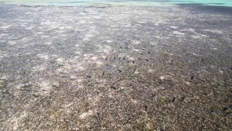 School of bonefish hang out in shallow shimmering waters on sand flats in ocean, aerial