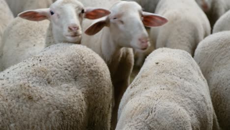 sheeps on a flock farm