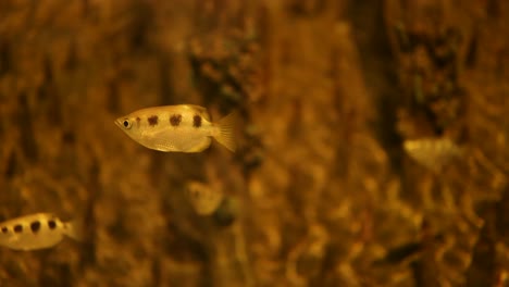 archerfish swimming in an aquarium environment