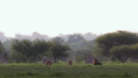 Ein-Großer-Schwarzer-Mähnenlöwe-Und-Eine-Löwin,-Die-An-Einem-Regnerischen-Tag-In-Der-Nxai-Pfanne,-Botswana,-Auf-Der-Wiese-Liegen-Und-Sich-Ausruhen-–-Weitwinkelaufnahme