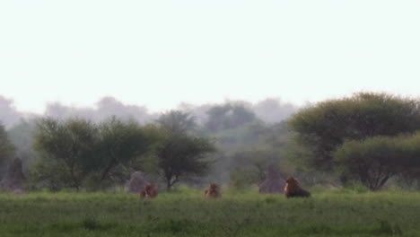 a large black mane lion and a lioness laying and resting on the grassy field on a rainy day in nxai pan, botswana - wide shot