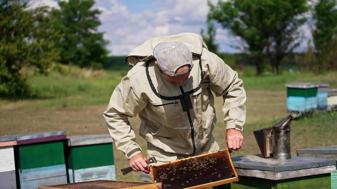 Bee farming on sunny day. Experienced apiarist pulls the frame and checks it properly in the sun. Nature backdrop in blur.