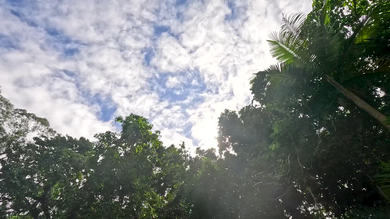 Upward view of lush rainforest canopy with sunbeams, dynamic camera movement, and natural daylight