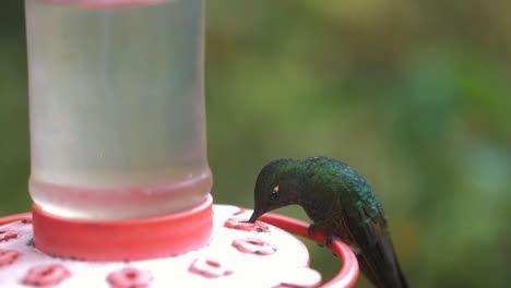 close-up of a cute colibri drinking sugar from a feeder in slow-motion