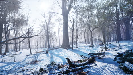 frosty winter landscape in snowy forest