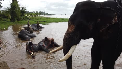 indian elephants bathing in a river