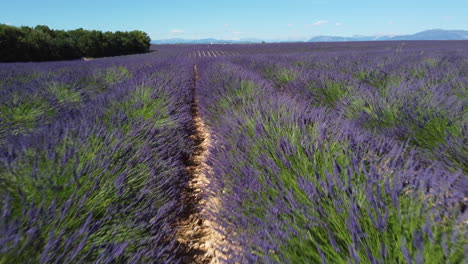 Cultivo-De-Agricultura-De-Campo-De-Lavanda-En-La-Meseta-De-Valensole,-Provenza-Francia