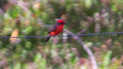 un pájaro rojo brillante, el papamoscas bermellón, se sienta en una rama