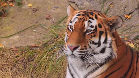 tigre siberiano de cerca. el tigre siberiano también se llamaba tigre de amur, tigre de manchuria, tigre de corea y tigre de usur, dependiendo de la región donde se observaban los individuos.