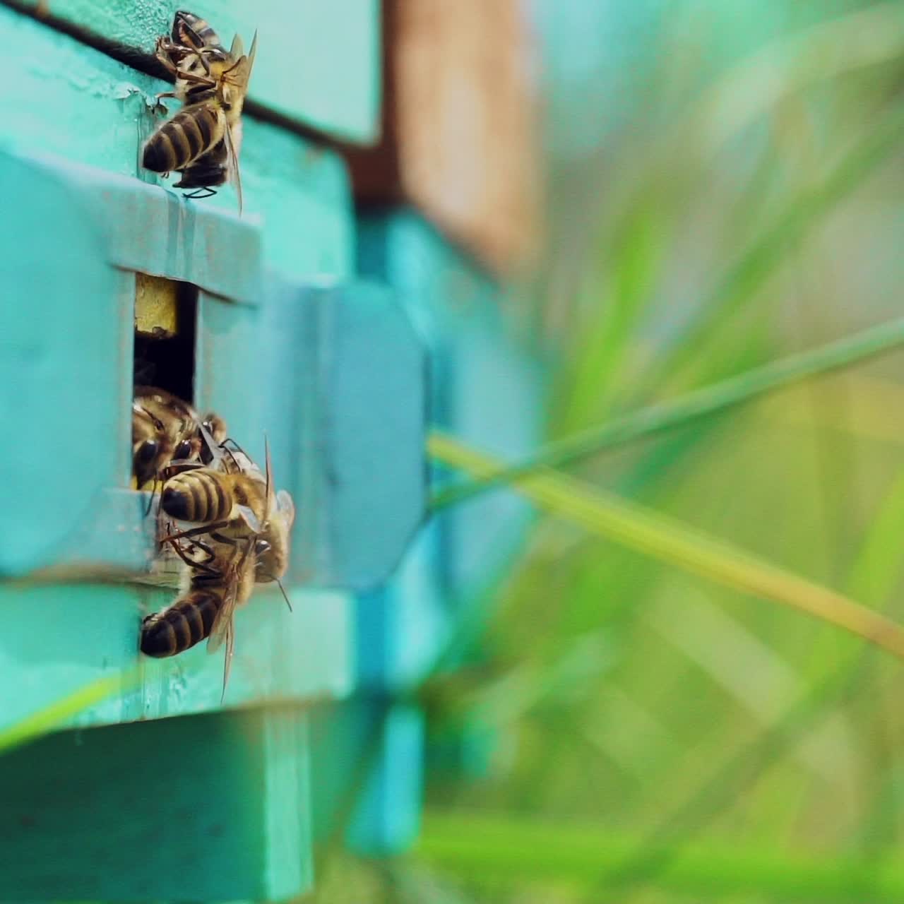 Honey bees swarming and flying around their beehive. Bees convert nectar into honey and cover it in honeycombs. Slow motion