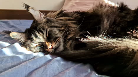 maine coon cat relaxing on a bed in jelgava, latvia, sunlight streaming in