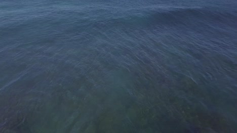 Dolphins-jumping-and-playing-in-waves-off-the-coast-of-Western-Australia