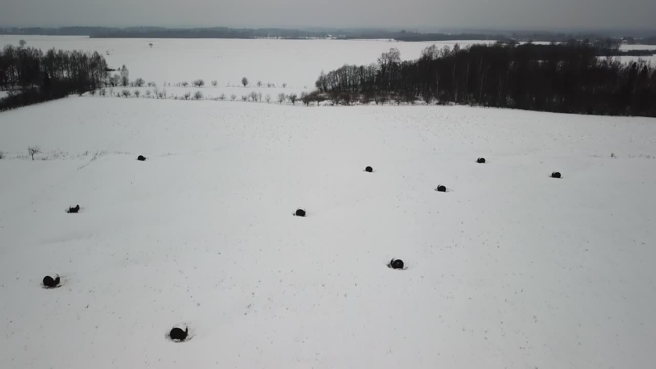 Rotoballe di fieno nel campo coperte di neve