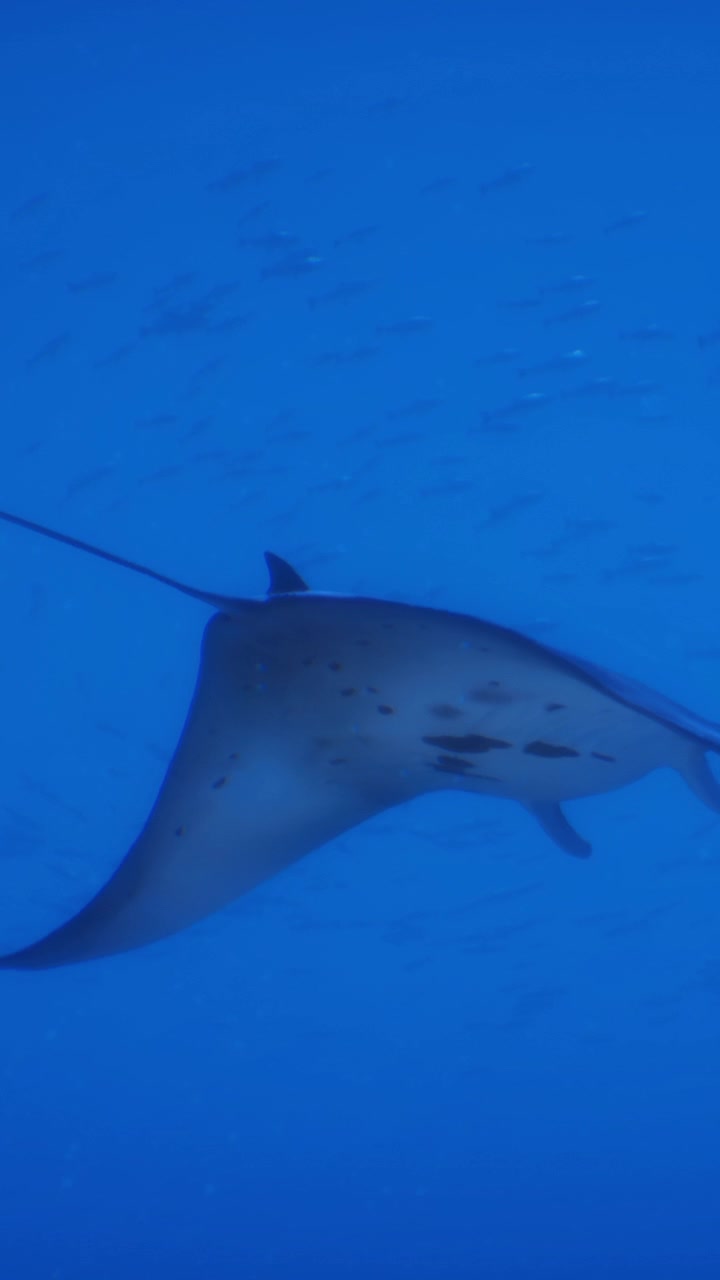 Gran manta raya nada con gracia en el agua del océano cerca de un arrecife de coral