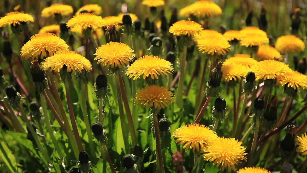 Fiori gialli mossi dal vento