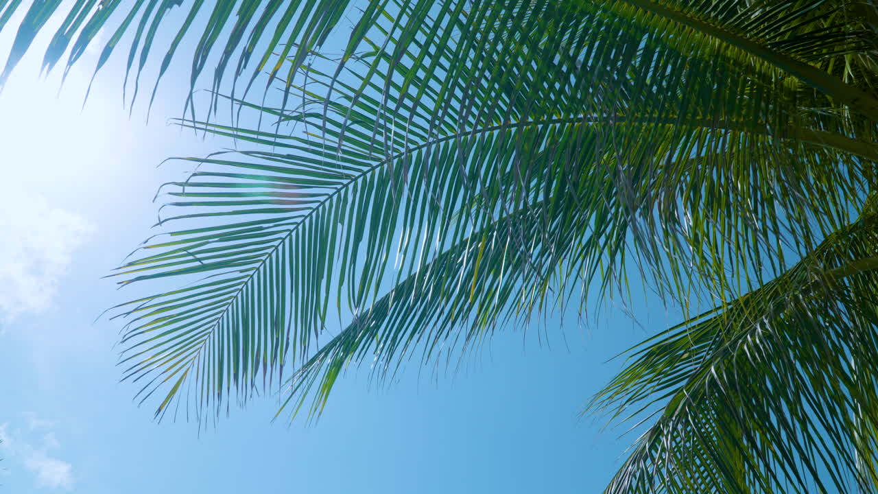 太陽の光と青い空に逆らって風にれるココナッツのナツメヤシの葉