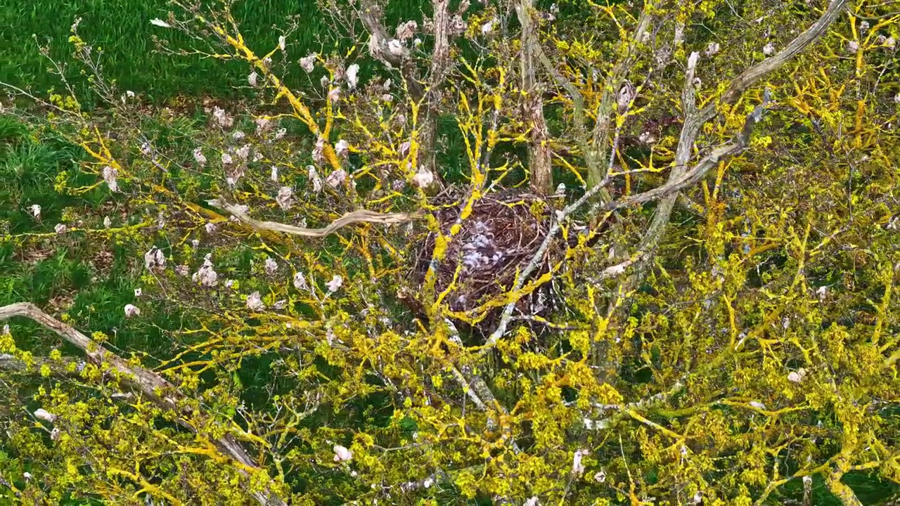 A drone circles a large stick nest nestled within yellow-covered tree branches in the spring.