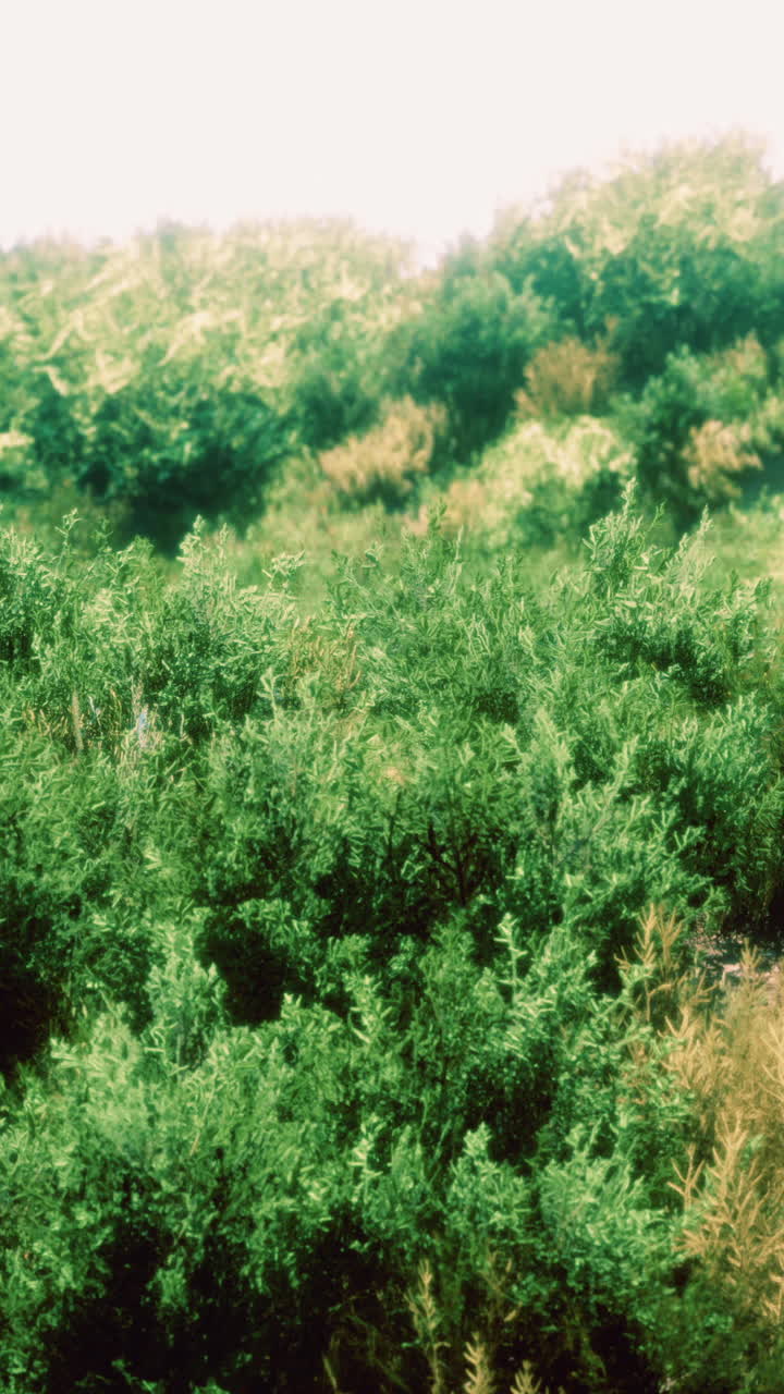 зеленый куст на солнечном поле