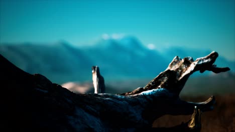 old tree stump trunk on the hill at sunset