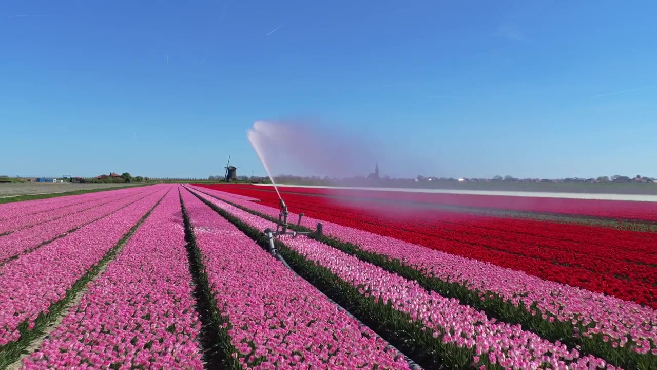 Vanningsanlegg som vanner fargerike tulipanåkre i Holland