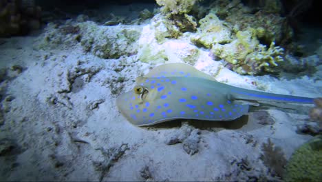 Blue-Spot-Sting-Ray-Nimmt-Anlauf,-Bevor-Er-Das-Korallenriff-Für-Einen-Nachttauchgang-Verlässt