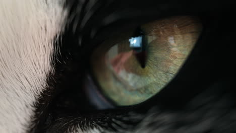 macro shot of black and white cat's eye, feline eye reflecting light
