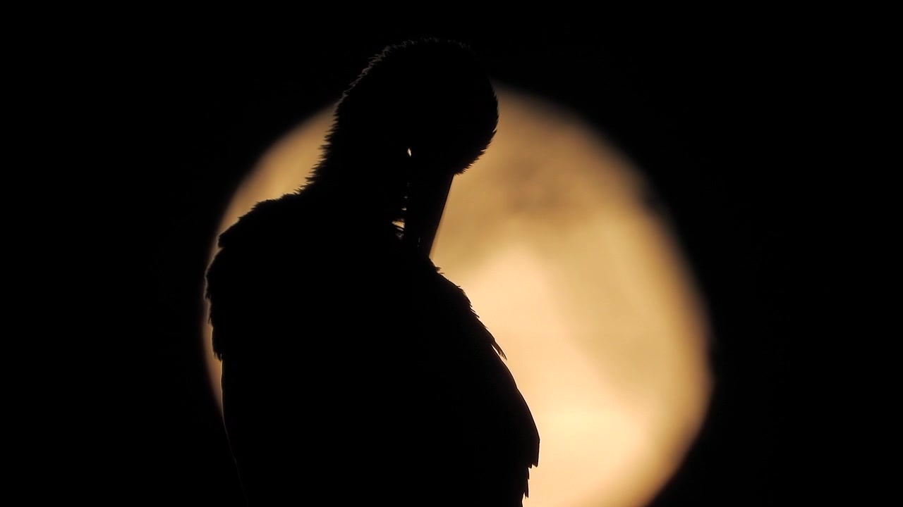 Silhouette of a Stork Against a Full Moon