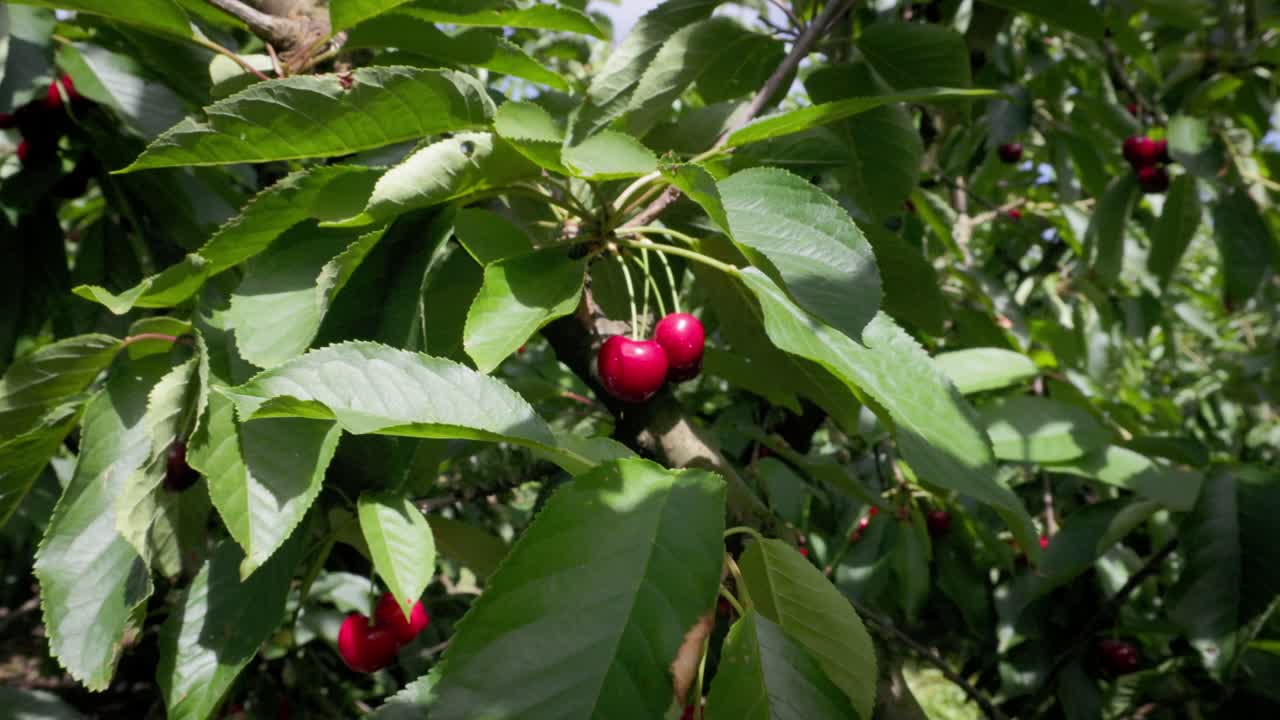 La camera si allontana da un grappolo di ciliegie per rivelare l'intero albero carico di frutti maturi